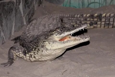 Помощь крокодил