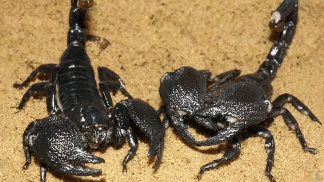 Scorpion ii