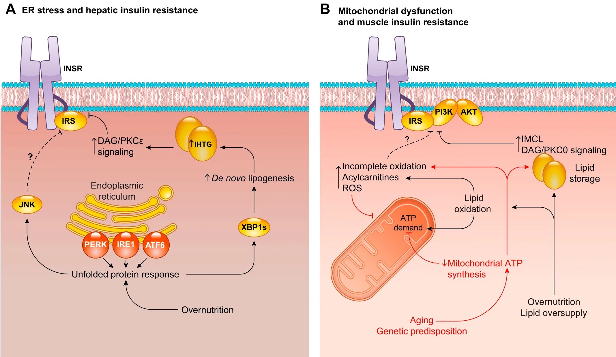 Рин фаст инсулин. Insulin Resistance mechanism. Инсулин и Эд. Insulin Analogues mechanism of Action 2022. • Стимуляция высвобождения инсулин.