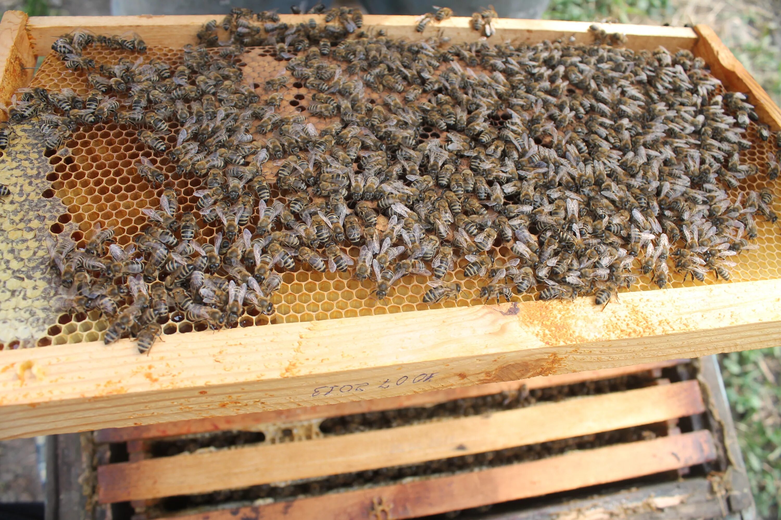 Купить семью пчел. Пчелиная семья. Гнездо пчелиной семьи. Пчелиное гнездо на пасеке. Пчелиная семья фото.