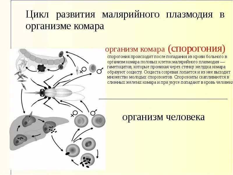 Несколько ведущих генераций плазмодиев возможно при