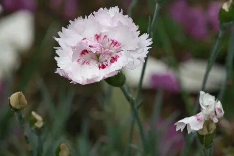 Dianthus