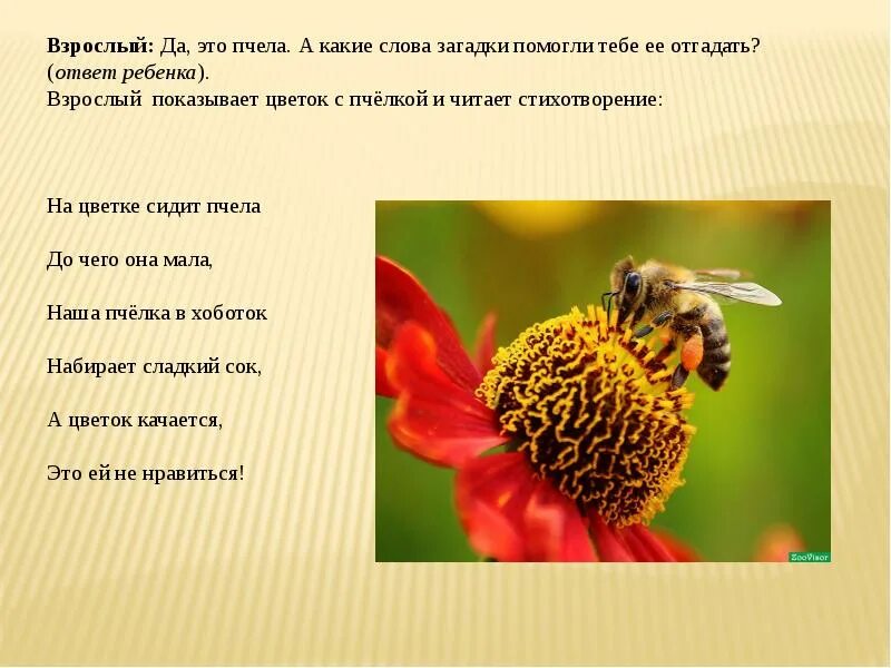 План сообщения о пчелах 2. Как пчелы делают мед презентация для детей. как пчелы делают мед кратко. зачем пчелам мед. факты о пчелах для детей.