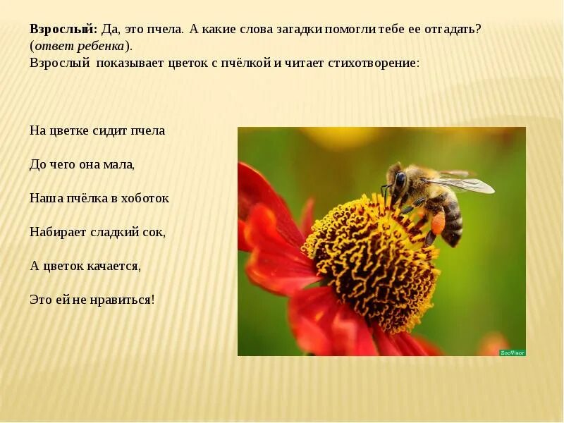 Информация о пчелах 2 класс. Информация о пчелах. Сообщение о пчелах 2. Сообщение о пчелах. Интересные факты о пчелах.