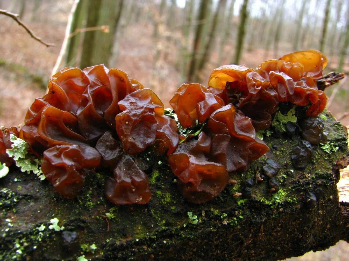 Китайский древесный гриб. Тремелла листоватая. Гриб Tremella foliacea. Древесные грибы муэр. Фунгус древесный гриб.