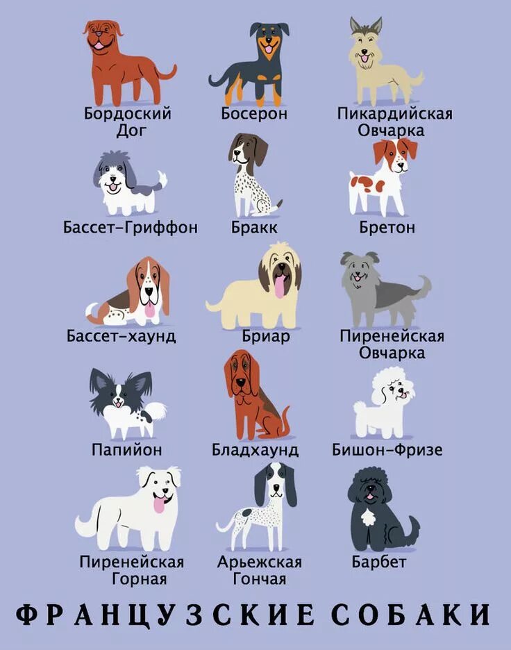 Породы собак названия. Породы собак и их названия. Породы собак и из названия. Породы собак с именами. Породы собак картинки с названиями.
