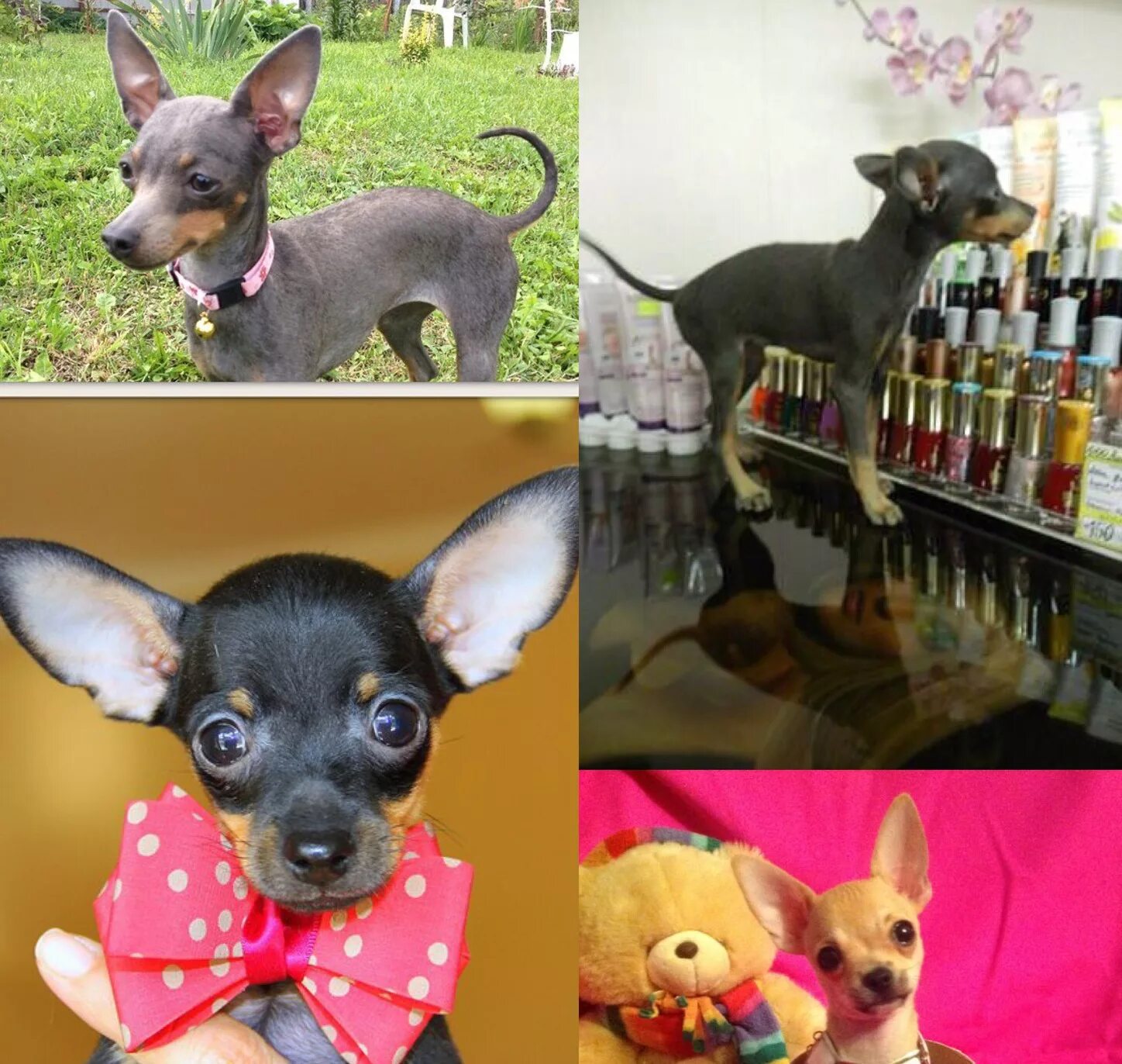 Чихуахуа плюсы и минусы породы. Порода той терьер плюсы и минусы. Породистые той терьеры. Американский той терьер плюсы и минусы породы. Разновидности той терьеров.