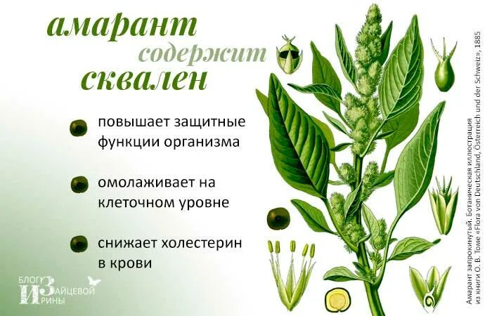 Амарант содержит. Сквален растение. амарант растение полезные и вредные качества. амарант, растения из семейства амарантовых. амарант сквален.