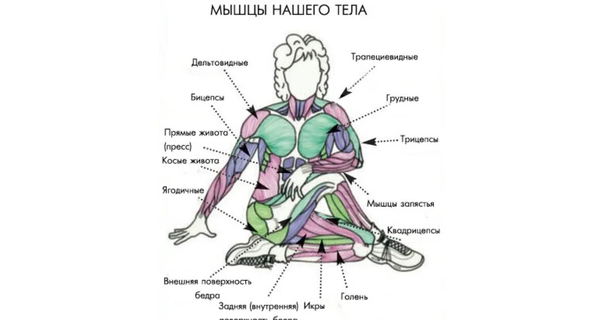 Сколько мышц чтобы улыбнуться