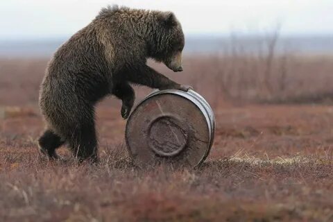 Медведь бочка