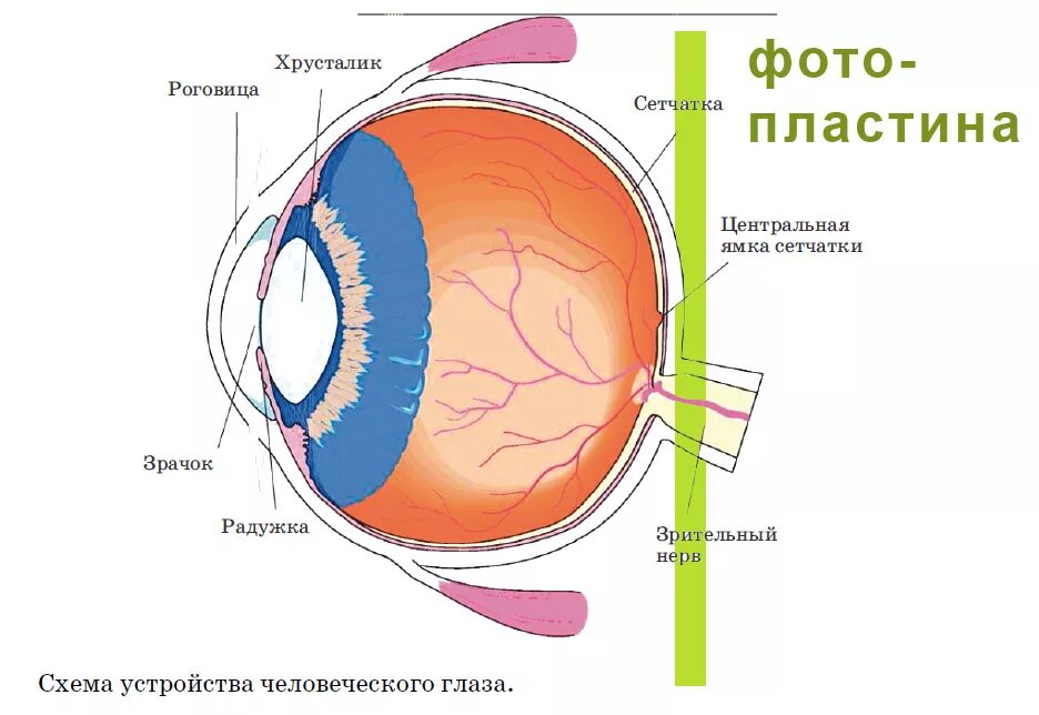 Хрусталик глаза человека является