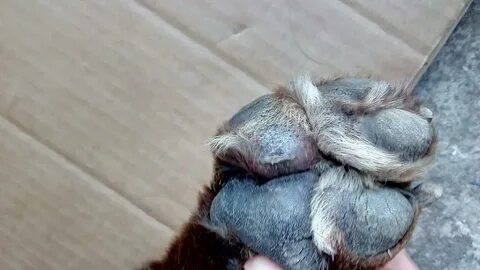 Шерсть на подушечках лап