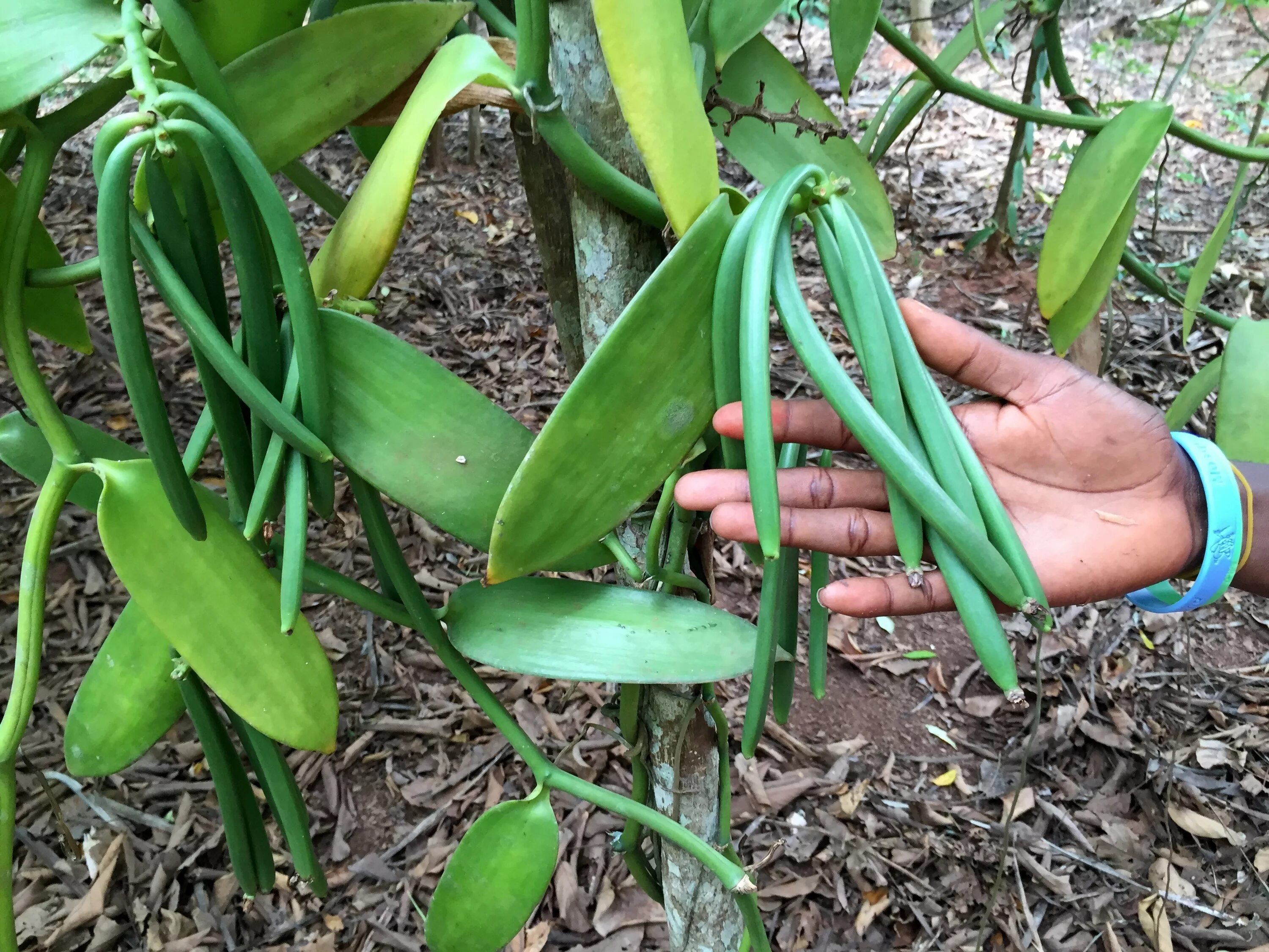 Vanilla planifolia стручки. Vanilla planifolia ваниль стручки на дереве. Орхидея ваниль вариегатная (Vanilla planifolia).