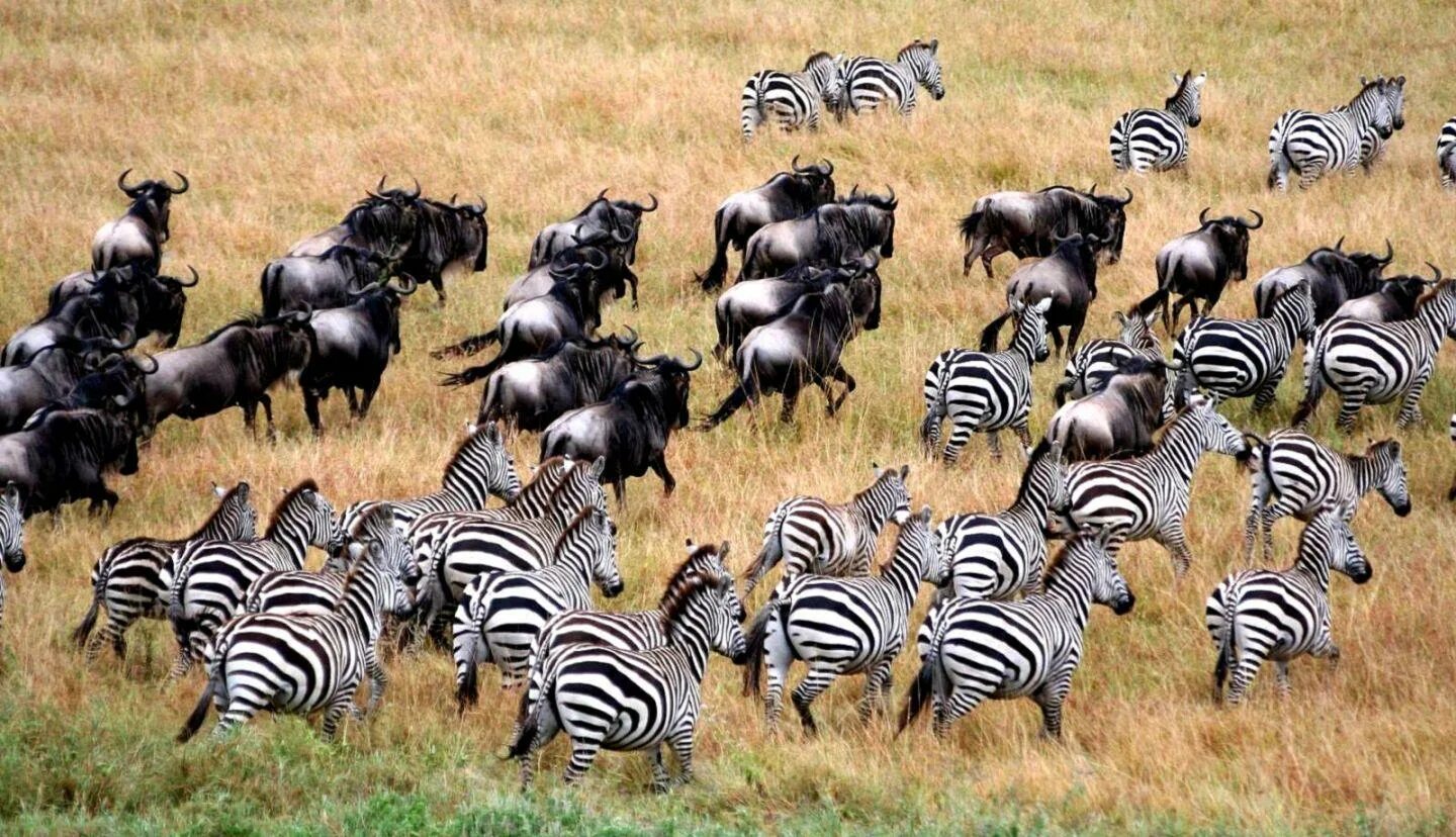 Зебра гну