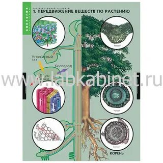 Транспорт веществ в организме схема