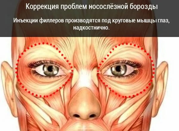 Мышцы под глазами. Круговая мышца глаза. строение круговой мышцы глаза. мышцы вокруг глаз анатомия.