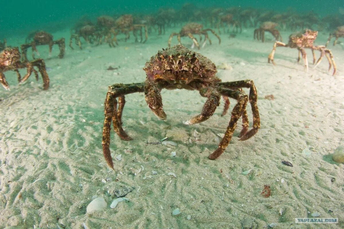 Камчатский краб обитание. Крабы Охотского моря. Краб океанический. Подводный мир краб. Краб на дне.