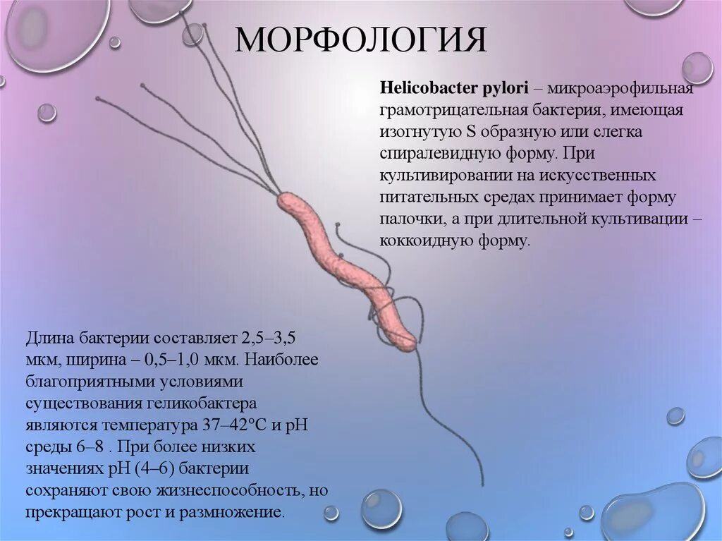 Причины появления хеликобактера. Строение бактерии хеликобактер пилори. Хеликобактерии морфология. Хеликобактер пилори морфология.