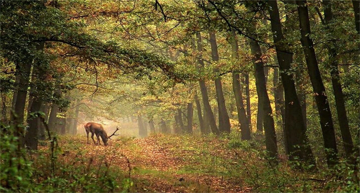 Тропа лосей. Лес с животными. Лес полный зверей. Охота в лесу. Лес охота природа.