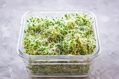 Микрозелень люпин