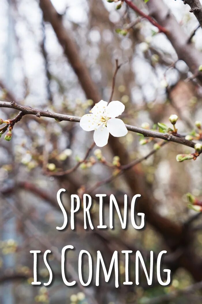 Spring открытки. Welcome spring. Spring s coming. Spring надпись. Привет март.