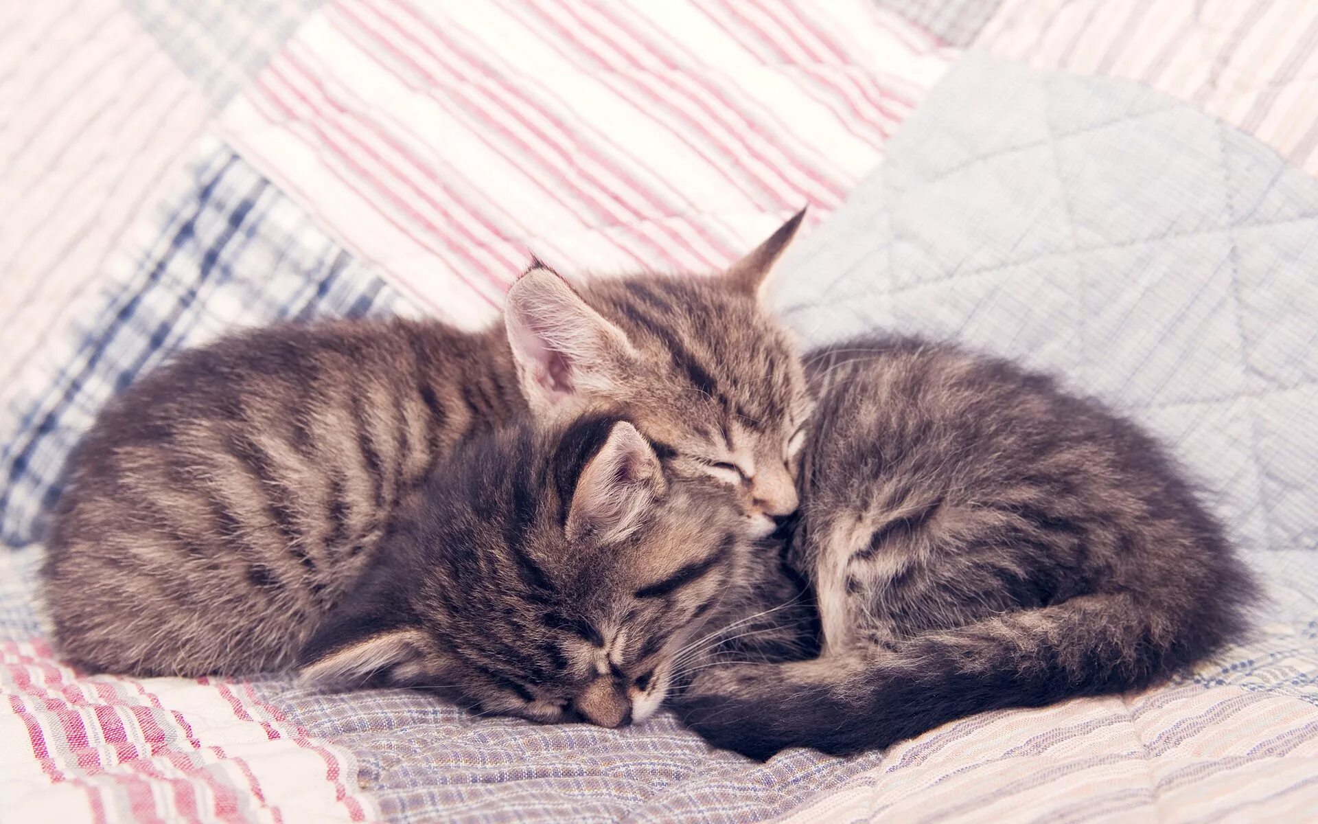 Спящие котики. Нежные котята. Котики обнимаются. Кошки спят вместе