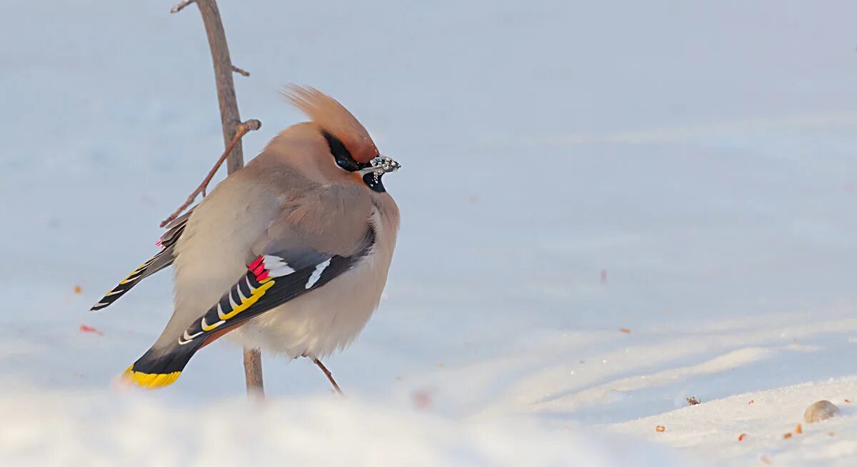 Зимующие птицы прибайкалья. Птицы прибайкалья. Кедровка, ворон сойка. Европейский снегирь. Птицы западной сибири.