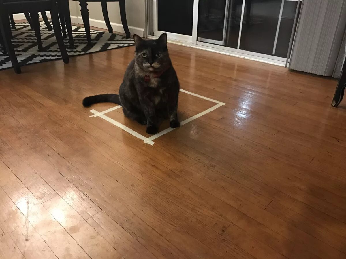 кошачий пол. котик лежит на полу. кошка лежит на полу. кот с полосатым хвостом. котенок идет.