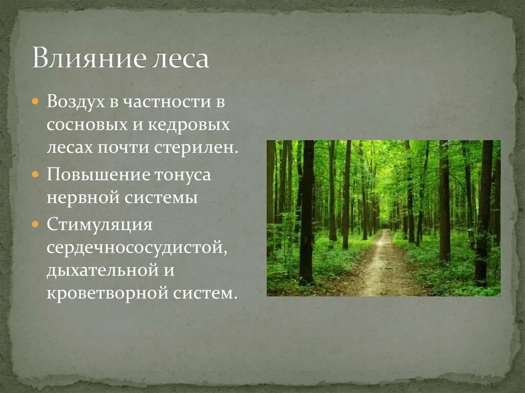 Какой в лесу воздух
