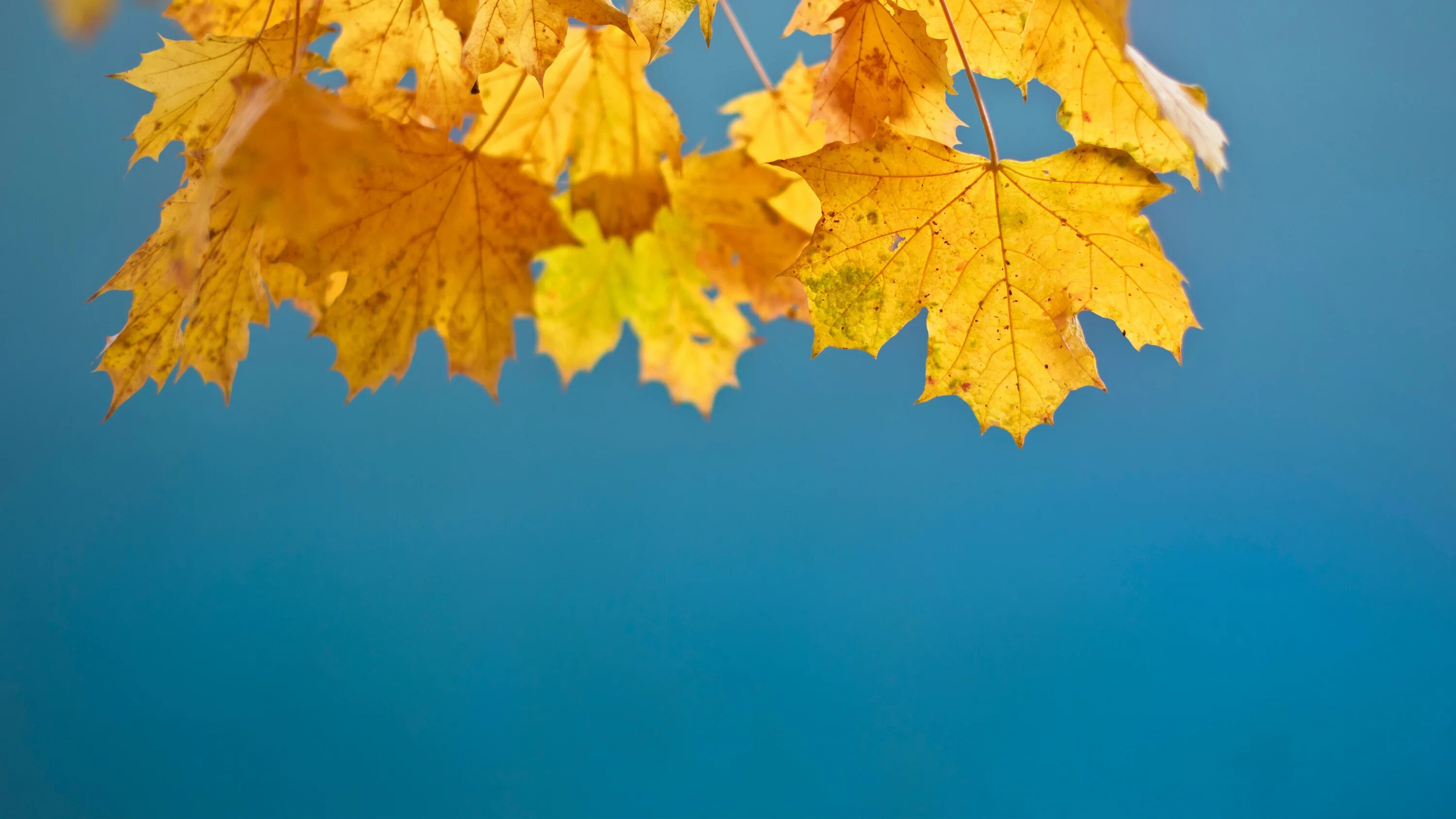 Листья желтые по краям. Осенний фон. Желтый лист. Осенняя листва на фоне неба. Осенний фон на рабочий стол.