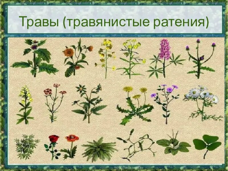 Класс травянистые растения. Травянистые растения для детей. Травянистые растения названия. Травянистые растения для дошкольников. Травянистые растения для детей с названиями.