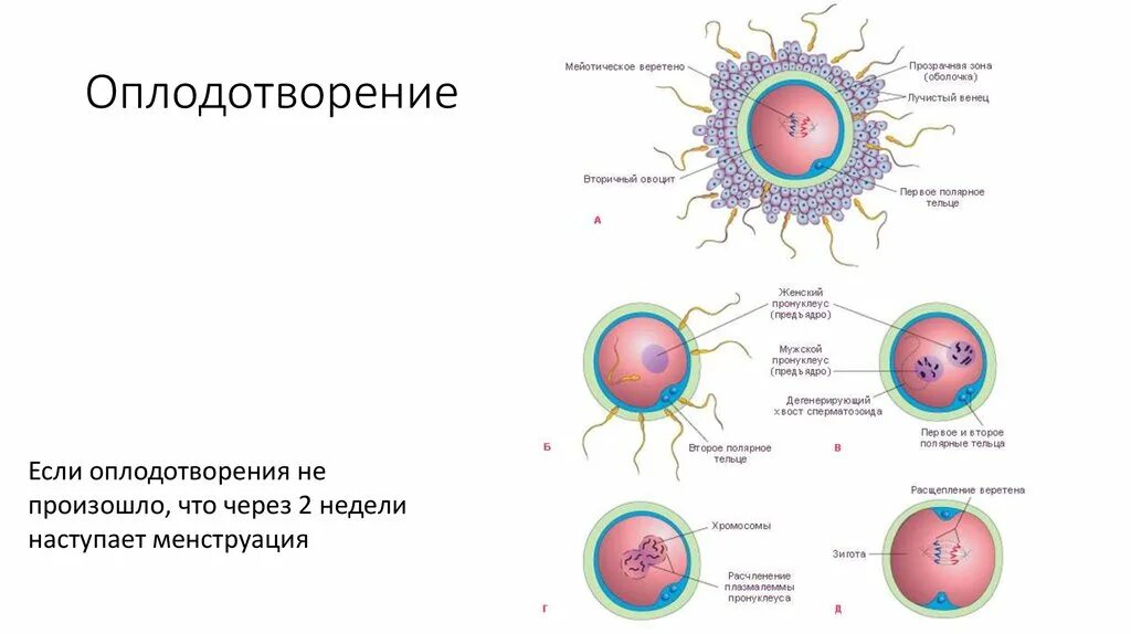 Процесс за которым следует оплодотворение. Этапы оплодотворения схема. Образование и движение оплодотворенной яйцеклетки схема. Процесс оплодотворения клетки схема. Стадии оплодотворения гистология.