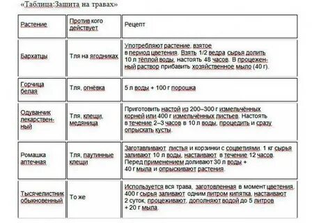 Чем лучше обработать смородину от вредителей