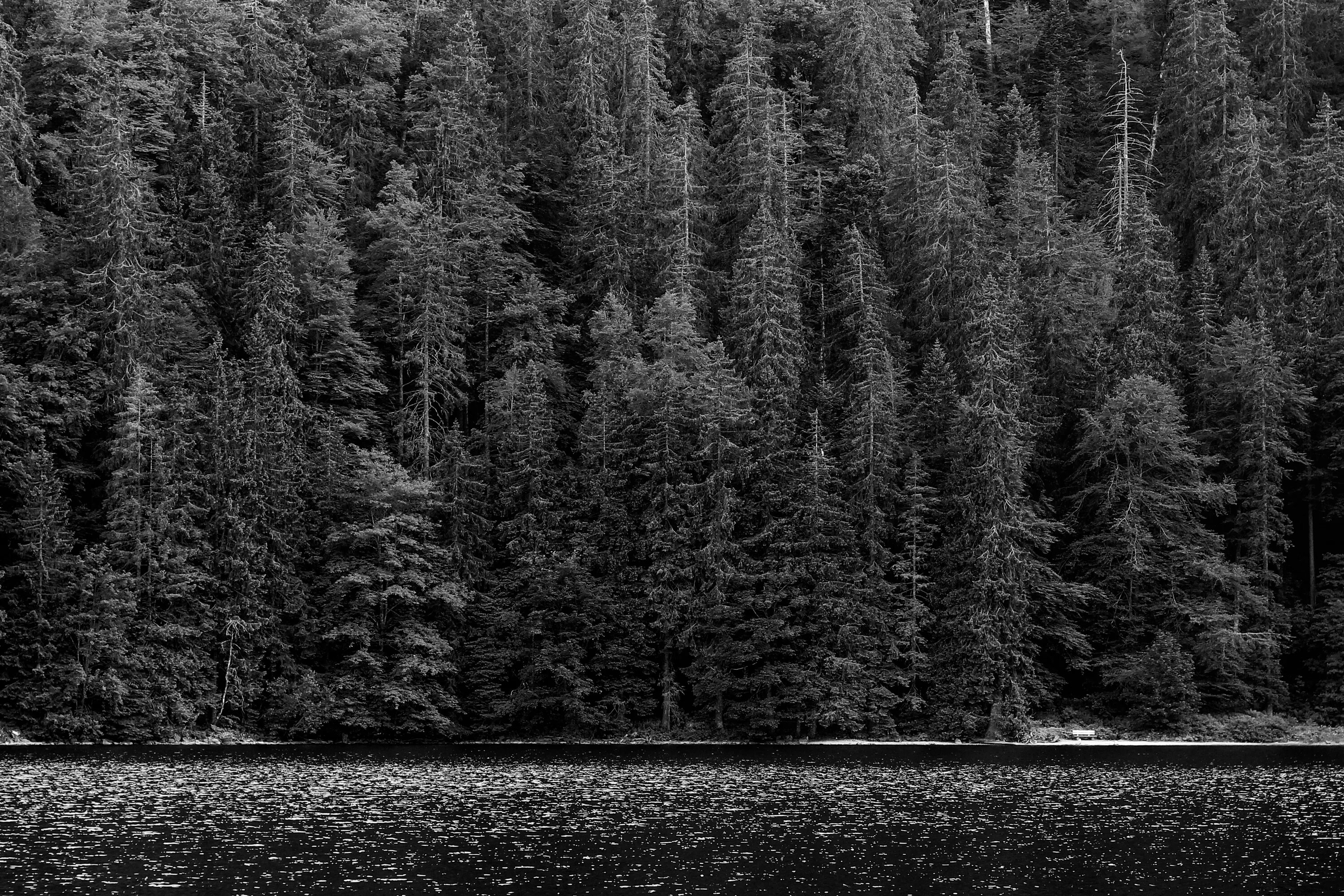 Самый черный лес. «Чёрного леса»Шварцвальда. Мрачный лес. Еловый лес. Черно белый лес.