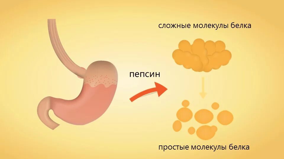 Фермент расщепления белков в желудке. Расщепление белков в желудке. Белки расщепляются в желудке. Пепсин в желудке. Белок в желудке расщепляется.