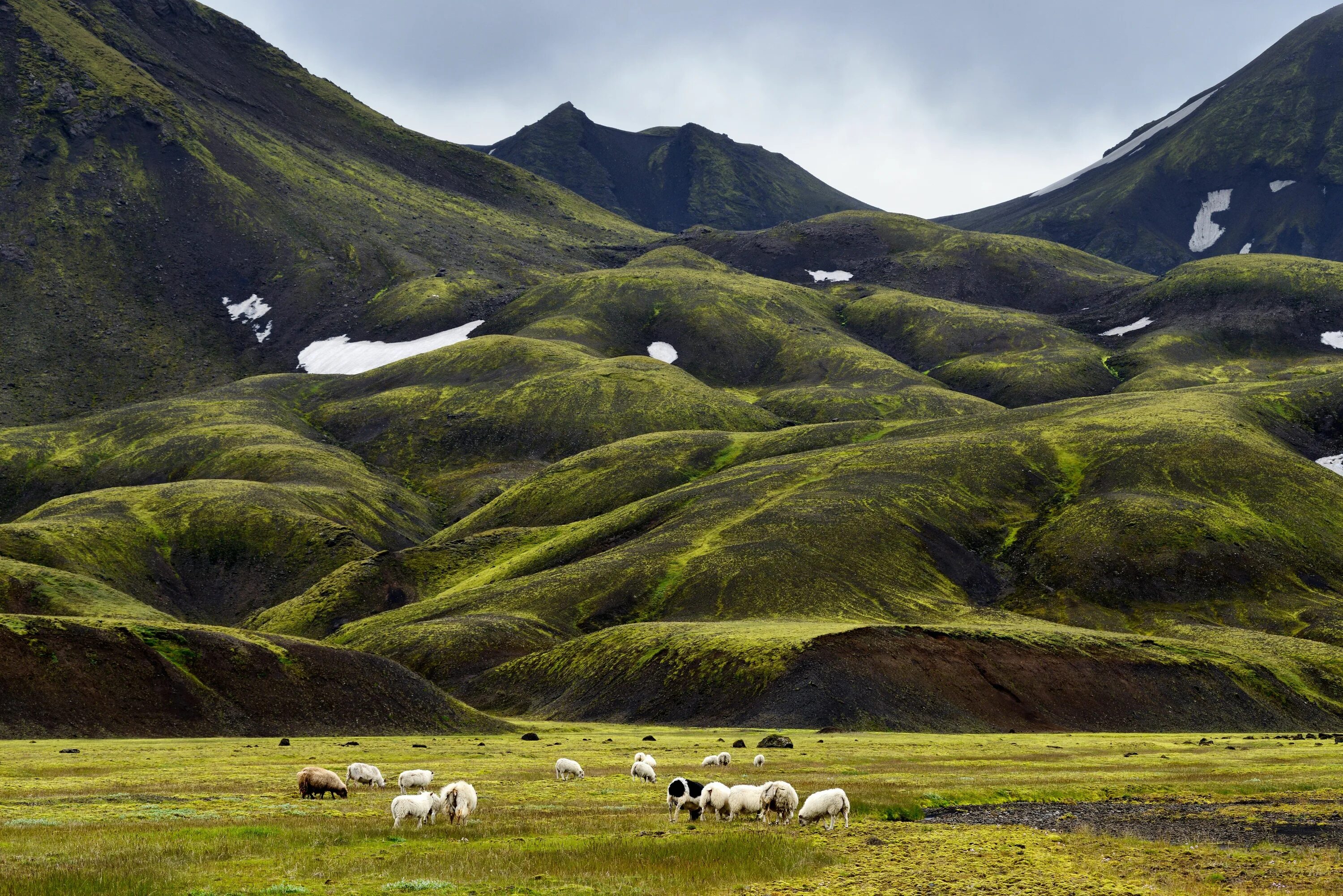 Исландия какая европа. Хайлендс Исландия. Овцеводство в Исландии. Рейкьявик Исландия горы. Пастбища овец в Исландии.