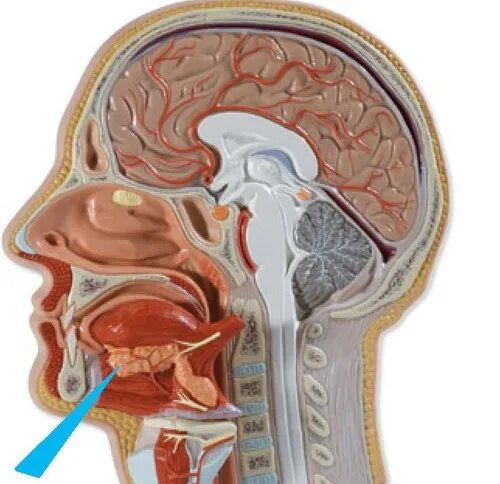 Сагиттальный срез головы анатомия. Аденома гипофиза гистология. Сагиттальный разрез головы. Голова срез. Сагиттальный распил головы анатомия.