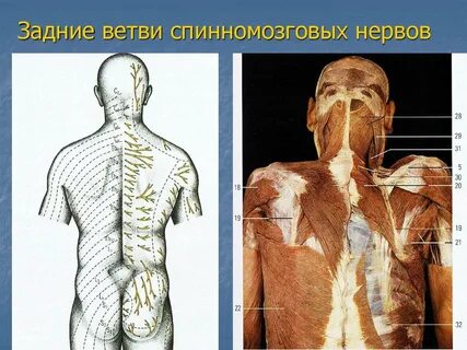 Задние ветви спинномозговых нервов иннервируют