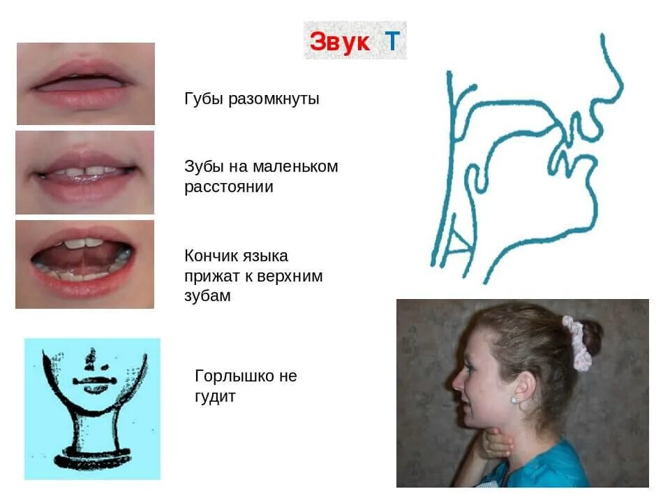 Логопед ставит звуки. Артикуляционная гимнастика для постановки звука т. Артикуляционный уклад звука т. Постановка произношения звука т, артикуляционная гимнастика. Артикуляция звука т для детей.