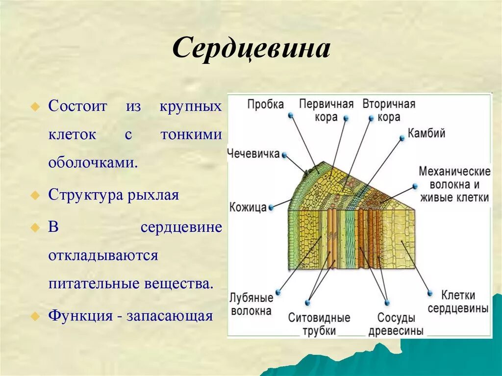 Какие функции выполняет ствол. Строение древесины 6 класс основная ткань. Внутреннее строение стебля дерева ткани. Строение стебля дерева и функции тканей. Сердцевина дерева функции и строение.