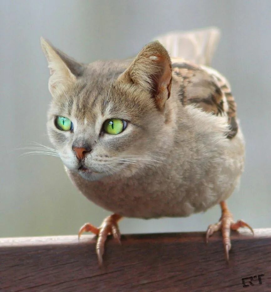 Кошка и птица. Несуществующие животные. Кошка сова. Птица коша. Гибрид совы и кошки.