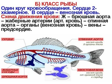 Пресноводный окунь круг кровообращения