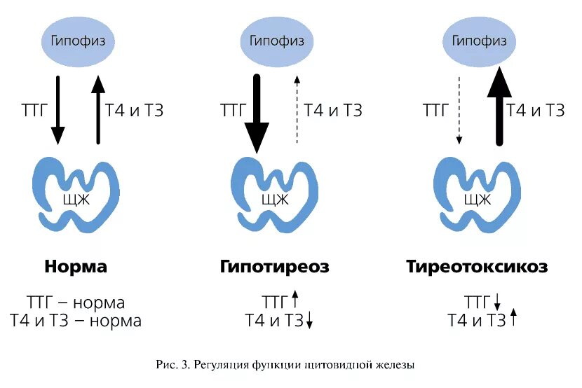 Какой т3 и т4 сдавать