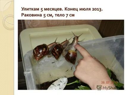 Как правильно ухаживать за улитками