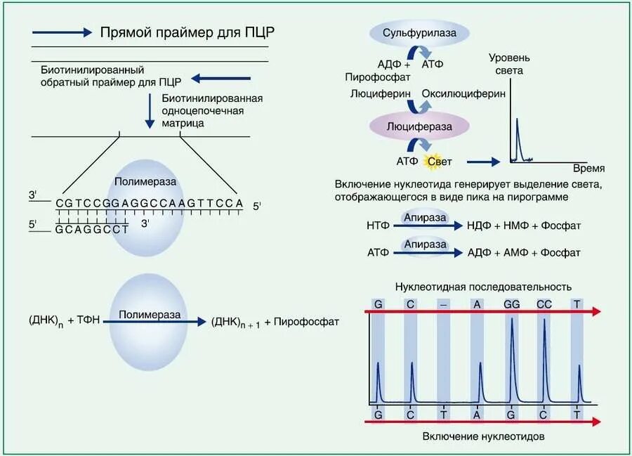 PCR — полимеразная цепная реакция. Этапы полимеразной цепной реакции ПЦР. ПЦР праймер схема. Пиросеквенирование принцип метода.