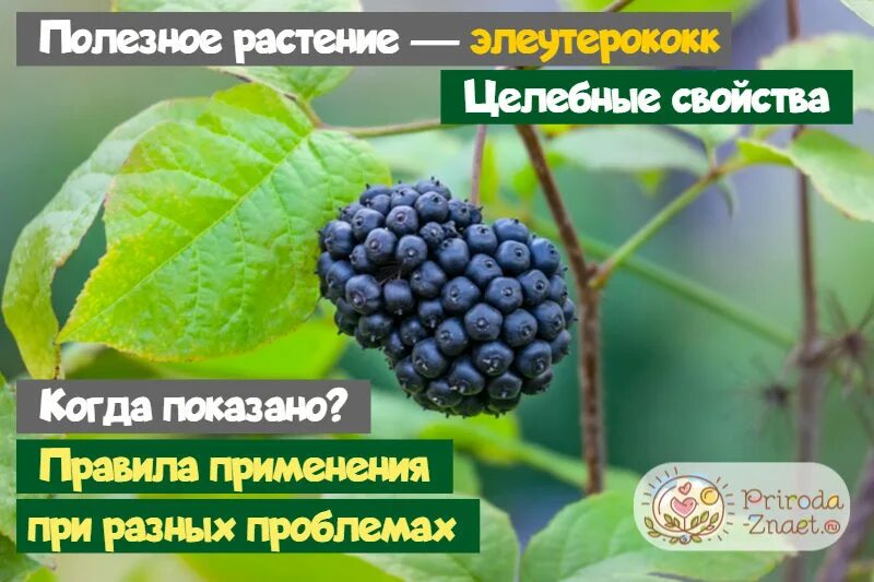 Элеутерококк вред. Элеутерококк саженцы. Элеутерококк полезные и вредные свойства. Элеутерококк свойства. Элеутерококк в народной медицине.