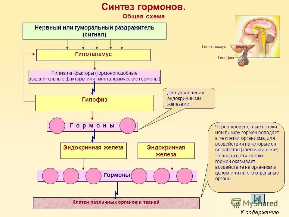 Синтез гормонов происходит. Синтез гормонов. Схема синтеза половых гормонов. Синтез гормонов гипоталамуса. Гипоталамус синтезирует гормоны.