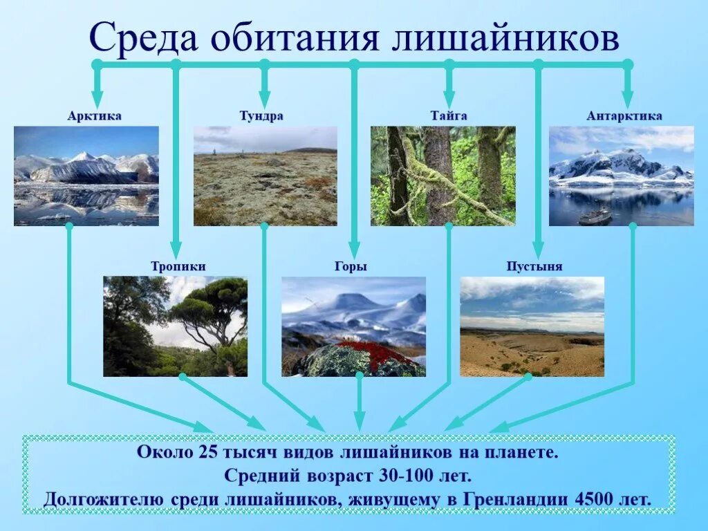 Лишайники среда обитания. Место обитания лишайников. Место обитания лишац ников. Среда обитания лишайников 5 класс.