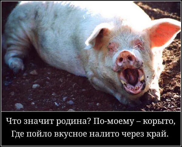 Хряк громко визжит. Хряк громко визжит