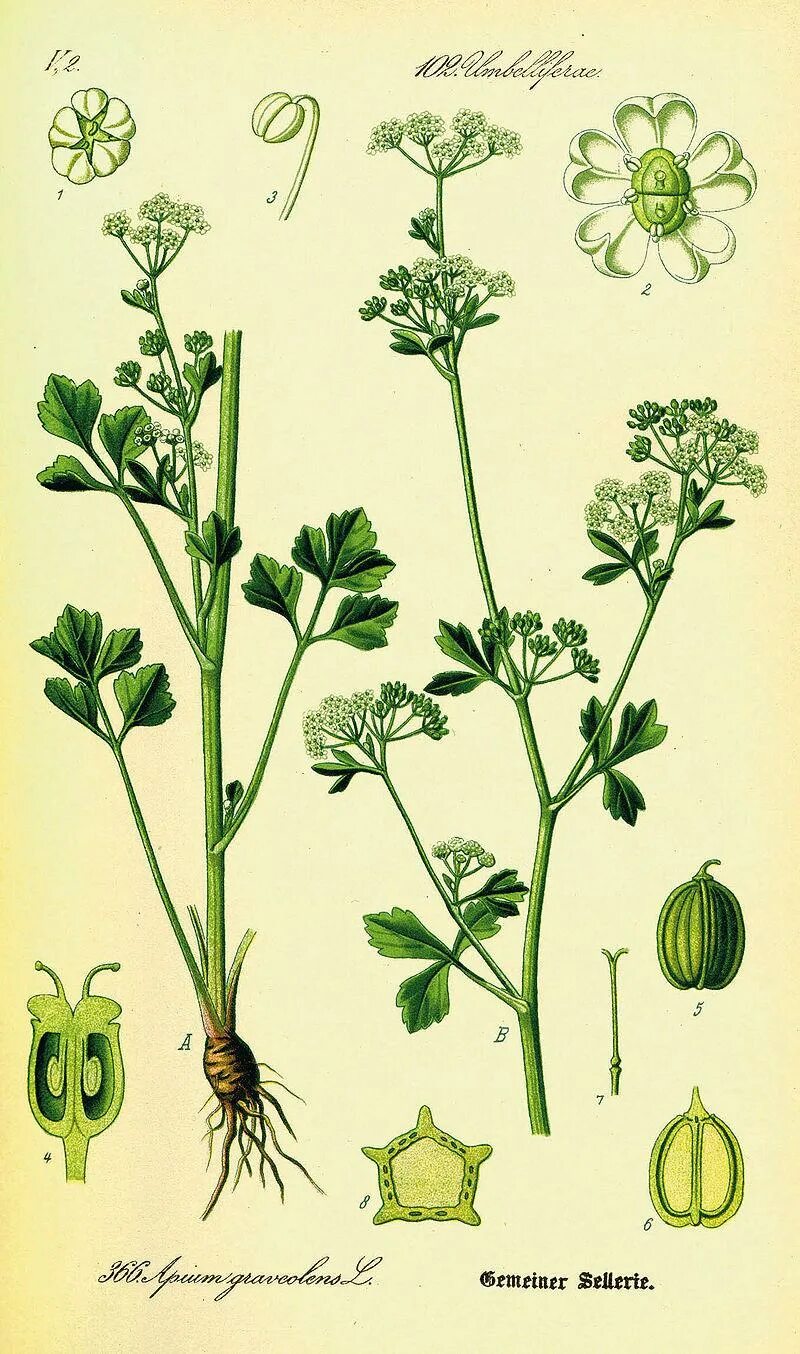 Apium graveolens. Сельдерейные зонтичные. Сельдерей Apium graveolens. Apium graveolens растение. Семейства ботаника
